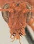  (Trophophion - EMEC1215760)  @11 [ ] CC-0 (2019) University of California, Santa Barbara University of California, Santa Barbara