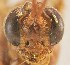 ( - SDNHM098255)  @11 [ ] CC-0 (2019) University of California, Santa Barbara University of California, Santa Barbara