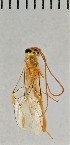  ( - SDNHM098259)  @11 [ ] CC-0 (2019) University of California, Santa Barbara University of California, Santa Barbara
