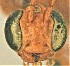  (Eremotylus sp. RBoph024 - SDNHM098262)  @11 [ ] CC-0 (2019) University of California, Santa Barbara University of California, Santa Barbara