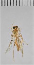  ( - SDNHM098269)  @11 [ ] CC-0 (2019) University of California, Santa Barbara University of California, Santa Barbara