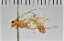  (Eremotylus sp. RBoph023 - SDNHM098269)  @11 [ ] CC-0 (2019) University of California, Santa Barbara University of California, Santa Barbara