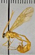  (Enicospilus undulatus - UCBMEP0272800)  @11 [ ] CC-0 (2019) University of California, Santa Barbara University of California, Santa Barbara