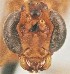  (Eremotylus subfuliginosus - UCBMEP0272841)  @11 [ ] CC-0 (2019) University of California, Santa Barbara University of California, Santa Barbara