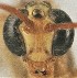  (Enicospilus peigleri - UCBMEP0272876)  @11 [ ] CC-0 (2019) University of California, Santa Barbara University of California, Santa Barbara