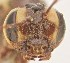  (Simophion - UCRCENT509534)  @11 [ ] CC-0 (2019) University of California, Santa Barbara University of California, Santa Barbara