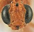  (Eremotylus sp. RBoph019 - UCRCENT509662)  @11 [ ] CC-0 (2019) University of California, Santa Barbara University of California, Santa Barbara