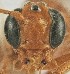  (Eremotylus sp. RBoph012 - UCRCENT509669)  @11 [ ] CC-0 (2019) University of California, Santa Barbara University of California, Santa Barbara