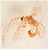  ( - UCSB-IZC00025125)  @11 [ ] CC-0 (2019) University of California, Santa Barbara University of California, Santa Barbara
