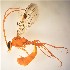  (Eremotylus sp. RBoph025 - UCSB-IZC00025172)  @14 [ ] CC-0 (2019) University of California, Santa Barbara University of California, Santa Barbara