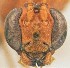  ( - UCSB-IZC00033985)  @11 [ ] CC-0 (2019) University of California, Santa Barbara University of California, Santa Barbara