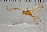  ( - UCSB-IZC00034009)  @11 [ ] CC-0 (2019) University of California, Santa Barbara University of California, Santa Barbara
