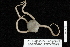  (Hemieuryalidae - TOH_0186)  @14 [ ] Copyright (2010) Unspecified Musuem Victoria, Melbourne
