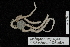  (Amphiura belgicae - TOH_0271)  @14 [ ] Copyright (2010) Unspecified Musuem Victoria, Melbourne