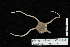  ( - TOH_0278)  @12 [ ] Copyright (2010) Unspecified Musuem Victoria, Melbourne