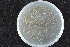  (Ophiostoma floccosum - 2015-579-3-1)  @11 [ ] CreativeCommons - Attribution Non-Commercial Share-Alike (2015) Norwegian institute of bioeconomy research Norwegian institute of bioeconomy research