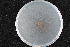  (Ophiostoma sp. HS-U2 - 2015-637-1-4)  @11 [ ] CreativeCommons - Attribution Non-Commercial Share-Alike (2015) Norwegian institute of bioeconomy research Norwegian institute of bioeconomy research