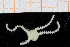  ( - UMBergen_NB_ophiu01)  @14 [ ] CreativeCommons - Attribution Non-Commercial Share-Alike (2014) University of Bergen University of Bergen, Natural History Collections