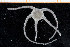  ( - UMBergen_NB_ophiu08)  @14 [ ] CreativeCommons - Attribution Non-Commercial Share-Alike (2014) University of Bergen University of Bergen, Natural History Collections