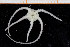 ( - UMBergen_NB_ophiu08)  @13 [ ] CreativeCommons - Attribution Non-Commercial Share-Alike (2014) University of Bergen University of Bergen, Natural History Collections