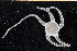  ( - UMBergen_NB_ophiu14)  @13 [ ] CreativeCommons - Attribution Non-Commercial Share-Alike (2014) University of Bergen University of Bergen, Natural History Collections