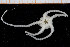  ( - UMBergen_NB_ophiu14)  @12 [ ] CreativeCommons - Attribution Non-Commercial Share-Alike (2014) University of Bergen University of Bergen, Natural History Collections