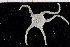  ( - UMBergen_NB_ophiu19)  @13 [ ] CreativeCommons - Attribution Non-Commercial Share-Alike (2014) University of Bergen University of Bergen, Natural History Collections