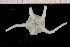  ( - UMBergen_NB_ophiu20)  @11 [ ] CreativeCommons - Attribution Non-Commercial Share-Alike (2014) University of Bergen University of Bergen, Natural History Collections
