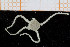  ( - UMBergen_NB_ophiu30)  @14 [ ] CreativeCommons - Attribution Non-Commercial Share-Alike (2014) University of Bergen University of Bergen, Natural History Collections