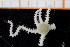  (Amphipholis torelli - UMBergen_NB_ophiu36)  @13 [ ] CreativeCommons - Attribution Non-Commercial Share-Alike (2014) University of Bergen University of Bergen, Natural History Collections