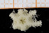  ( - UMBergen_NB_ophiu41)  @13 [ ] CreativeCommons - Attribution Non-Commercial Share-Alike (2014) University of Bergen University of Bergen, Natural History Collections