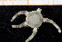  ( - UMBergen_NB_ophiu45)  @12 [ ] CreativeCommons - Attribution Non-Commercial Share-Alike (2014) University of Bergen University of Bergen, Natural History Collections