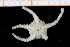  (Ophiocten affinis - UMBergen_NB_ophiu45)  @14 [ ] CreativeCommons - Attribution Non-Commercial Share-Alike (2014) University of Bergen University of Bergen, Natural History Collections
