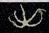  ( - UMBergen_NB_ophiu50)  @14 [ ] CreativeCommons - Attribution Non-Commercial Share-Alike (2014) University of Bergen University of Bergen, Natural History Collections