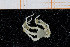  ( - UMBergen_NB_ophiu51)  @13 [ ] CreativeCommons - Attribution Non-Commercial Share-Alike (2014) University of Bergen University of Bergen, Natural History Collections