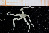  ( - UMBergen_NB_ophiu52)  @12 [ ] CreativeCommons - Attribution Non-Commercial Share-Alike (2014) University of Bergen University of Bergen, Natural History Collections