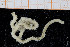  (Amphiura griegi - UMBergen_NB_ophiu55)  @11 [ ] CreativeCommons - Attribution Non-Commercial Share-Alike (2014) University of Bergen University of Bergen, Natural History Collections