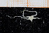  ( - UMBergen_NB_ophiu63)  @14 [ ] CreativeCommons - Attribution Non-Commercial Share-Alike (2014) University of Bergen University of Bergen, Natural History Collections