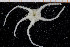  ( - UMBergen_NB_ophiu69)  @13 [ ] CreativeCommons - Attribution Non-Commercial Share-Alike (2014) University of Bergen University of Bergen, Natural History Collections
