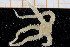  ( - UMBergen_NB_ophiu75)  @14 [ ] CreativeCommons - Attribution Non-Commercial Share-Alike (2014) University of Bergen University of Bergen, Natural History Collections