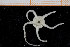  ( - UMBergen_NB_ophiu79)  @14 [ ] CreativeCommons - Attribution Non-Commercial Share-Alike (2014) University of Bergen University of Bergen, Natural History Collections