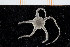  ( - UMBergen_NB_ophiu79)  @14 [ ] CreativeCommons - Attribution Non-Commercial Share-Alike (2014) University of Bergen University of Bergen, Natural History Collections