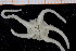 ( - UMBergen_NB_ophiu82)  @13 [ ] CreativeCommons - Attribution Non-Commercial Share-Alike (2014) University of Bergen University of Bergen, Natural History Collections