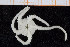  ( - UMBergen_NB_ophiu89)  @14 [ ] CreativeCommons - Attribution Non-Commercial Share-Alike (2014) University of Bergen University of Bergen, Natural History Collections