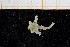  ( - UMBergen_NB_ophiu90)  @12 [ ] CreativeCommons - Attribution Non-Commercial Share-Alike (2014) University of Bergen University of Bergen, Natural History Collections
