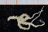  (Ophiactidae - UMBergen_NB_ophiu95)  @14 [ ] CreativeCommons - Attribution Non-Commercial Share-Alike (2014) University of Bergen University of Bergen, Natural History Collections