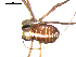  (Caddidae - OPILION-84)  @13 [ ] CC-0  Gergin Blagoev, Centre for Biodiversity Genomics Unspecified