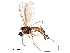  ( - BIOUG33966-G01)  @11 [ ] CreativeCommons - Attribution (2018) CBG Photography Group Centre for Biodiversity Genomics