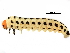  (Neodiprion lecontei - BIOUG34512-F09)  @12 [ ] CreativeCommons - Attribution (2017) CBG Photography Group Centre for Biodiversity Genomics