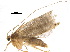  ( - BIOUG32970-A11)  @14 [ ] CreativeCommons - Attribution (2017) CBG Photography Group Centre for Biodiversity Genomics